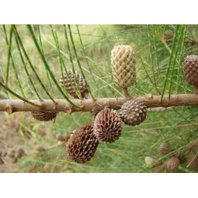 Essences florales du bush...
