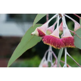 Australian Bush Flower...