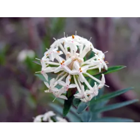 Essence simple de fleur de...
