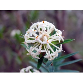 Single Essences Arbusto Australiano - Flor de Arroz Esbelta 15 ml