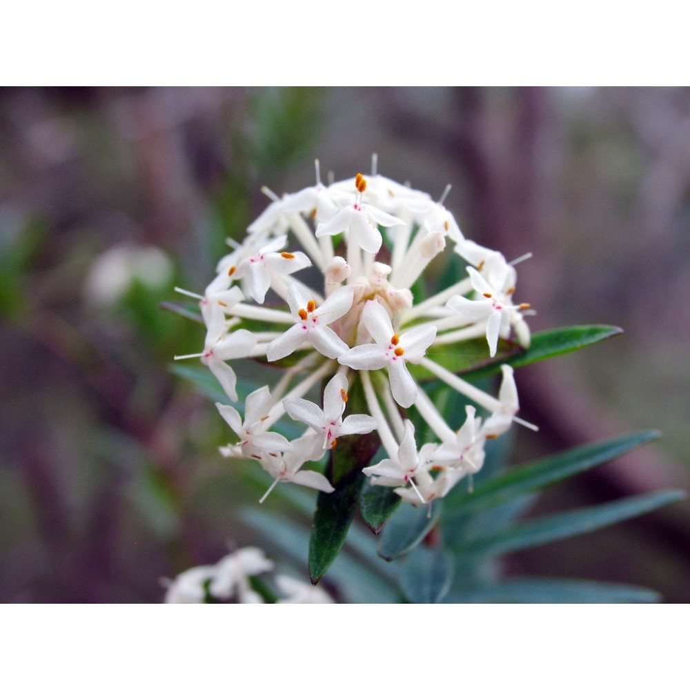 Single Essences Australian Bush - Fleur de riz élancée 15 ml