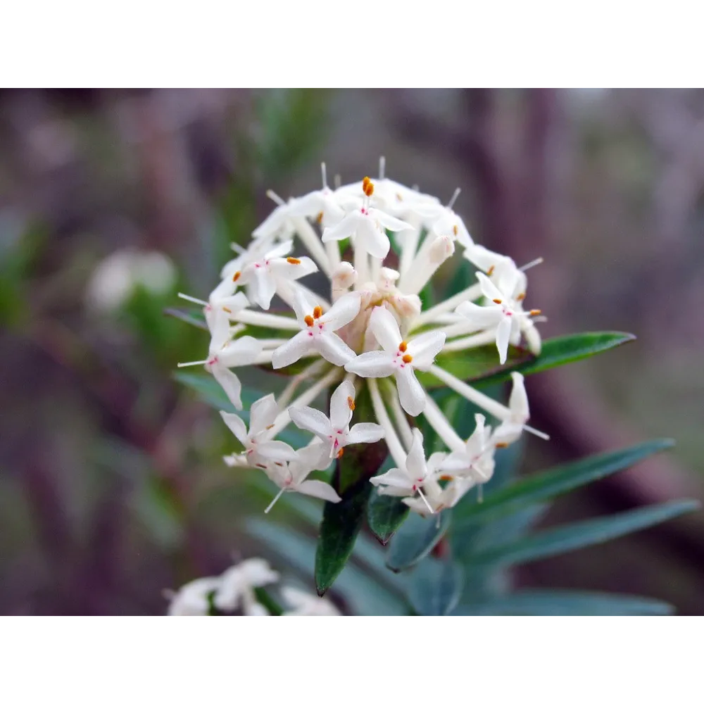 Single Essences Australian Bush - Slender Rice Flower 15 ml