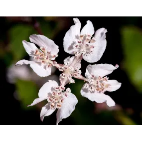 Essences florales du bush...