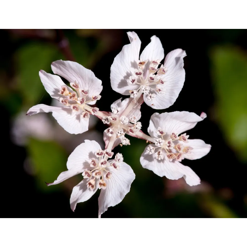 Esencias florales de arbusto australiano - Southern Cross 15 ml
