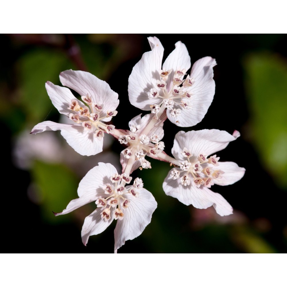 Single Essences Australian Bush - Southern Cross 15 ml