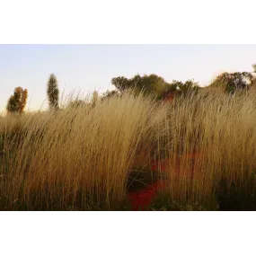 Essences florales du bush...