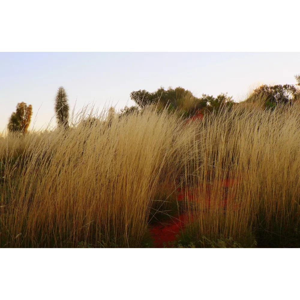 Esencias únicas Arbusto Australiano - Spinifex 15 ml