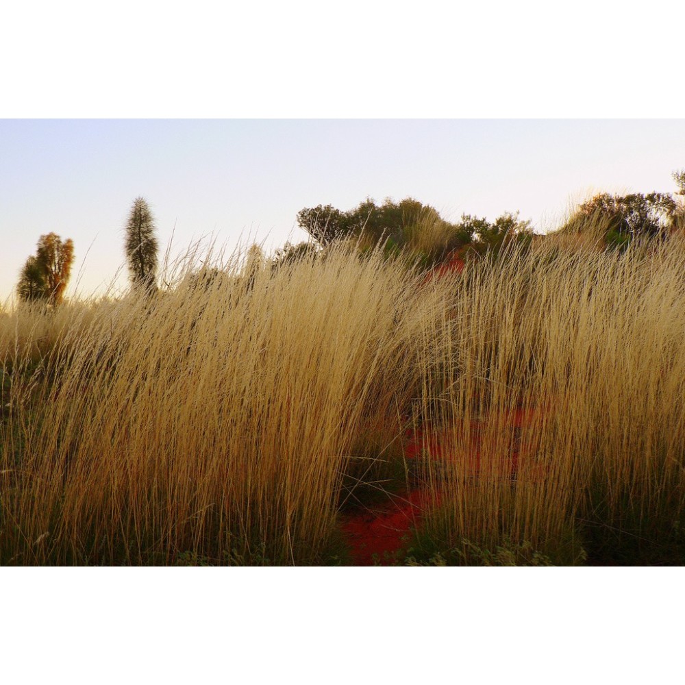 Essences uniques Buisson Australien - Spinifex 15 ml