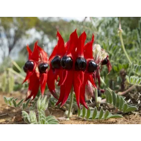 Australian Bush Flower...