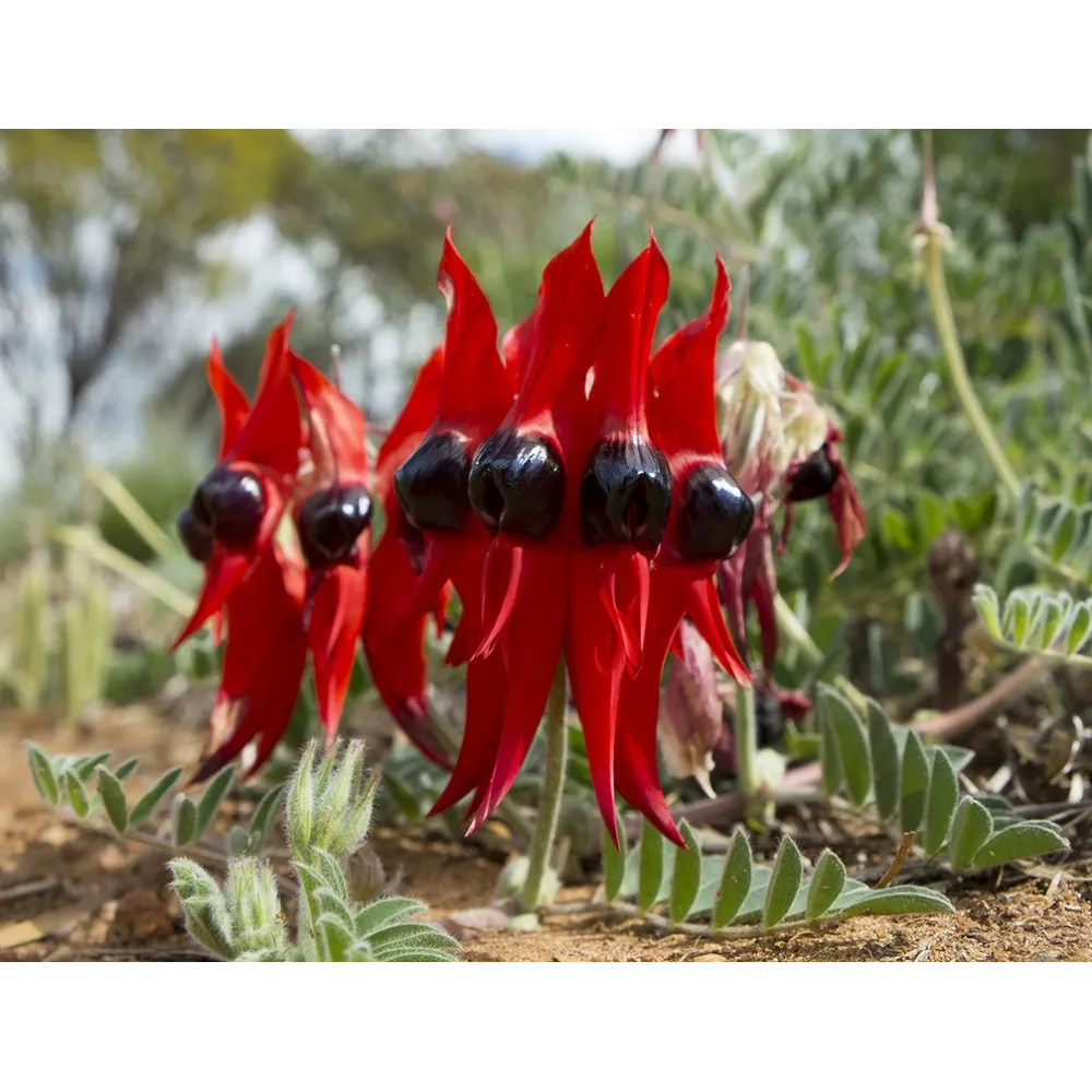 Esencias florales de arbusto australiano - Sturt Desert Pea 15 ml