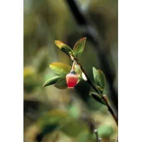 Alaska Single Essence -...