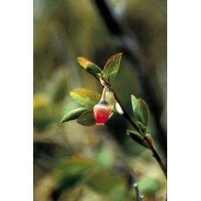 Essenza Singola dell'Alaska - Blueberry Pollen (Vaccinium uliginosum) 7,4 ml