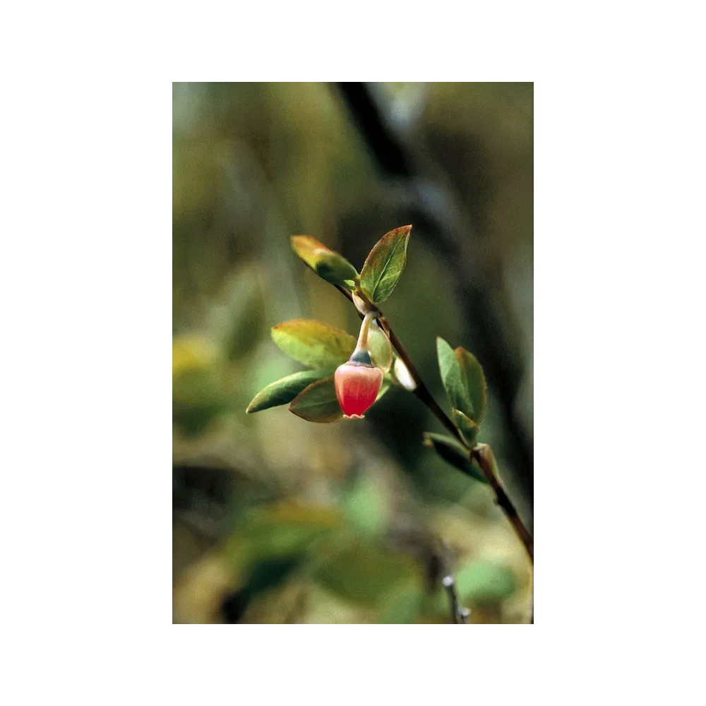Esencia única de Alaska - Polen de Arándano (Vaccinium uliginosum) 7,4 ml