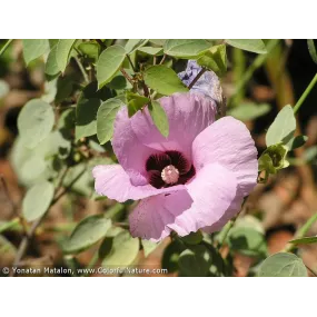 Australian Bush Flower...