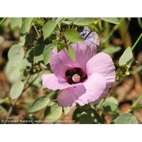 Essenze Singole Australian Bush - Sturt Desert Rose 15 ml
