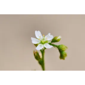 Essences florales du bush...