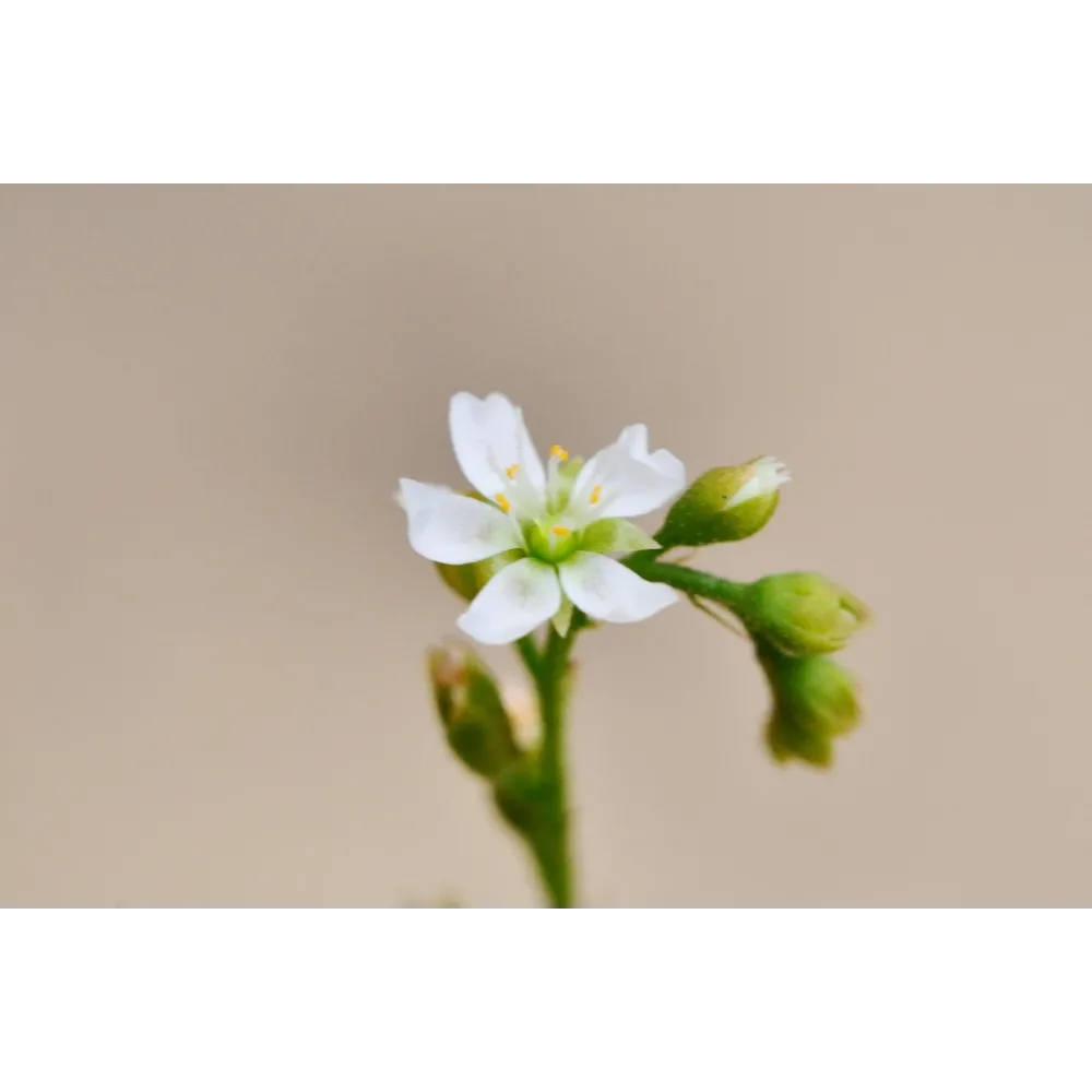 Esencias florales de arbusto australiano - Drosera 15 ml