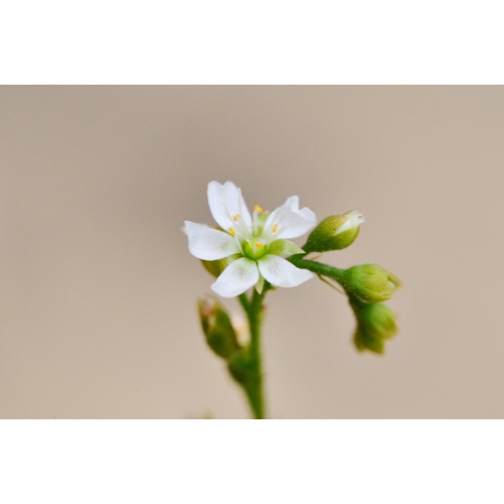 Esencias únicas Arbusto Australiano - Drosera 15 ml