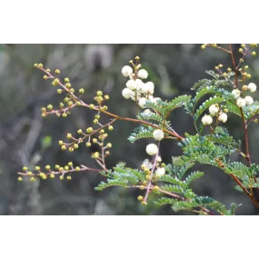 Single Essences Buisson...