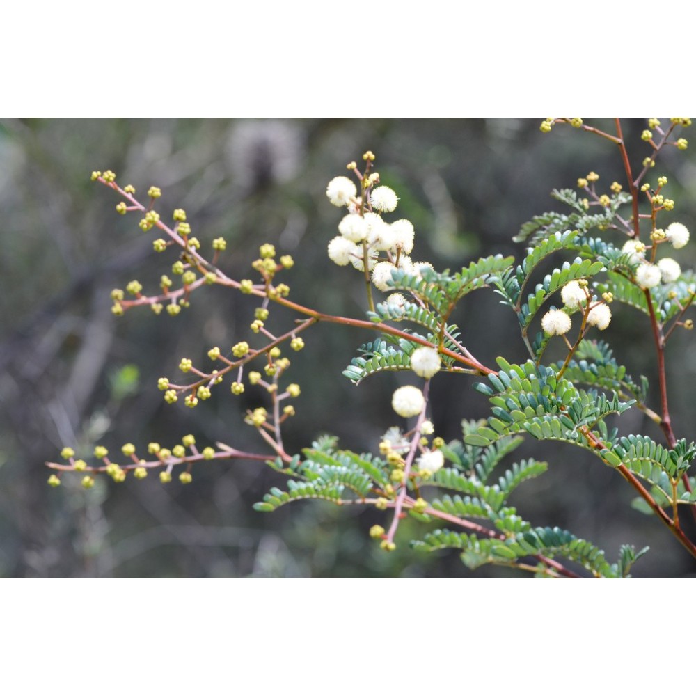 Essenze Singole Australian Bush - Sunshine Wattle 15 ml