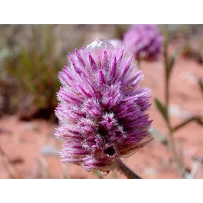 Australian Bush Flower...