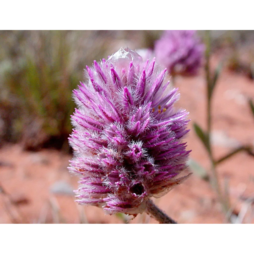 Single Essences Buisson Australien - Tall Mulla Mulla 15 ml