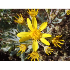 Single Essences Arbusto Australiano - Parte Superior Amarilla Alta 15 ml