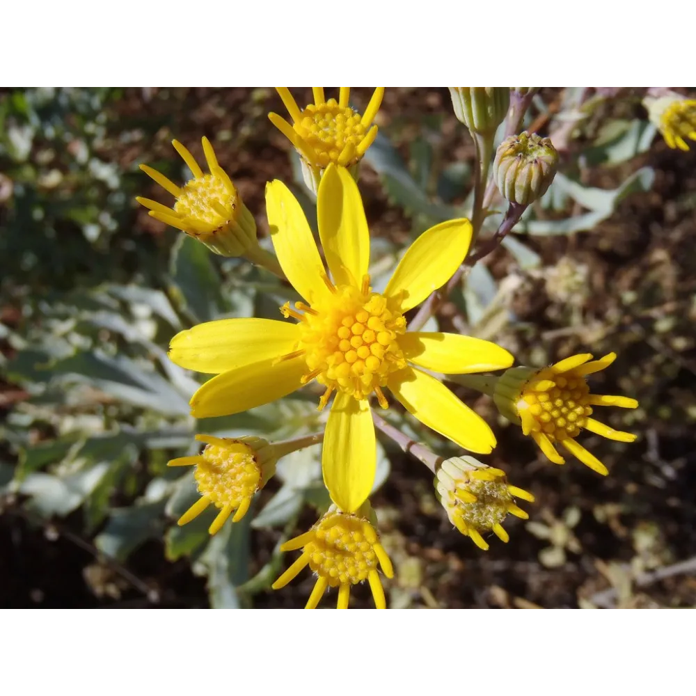 Australian Bush Flower Essences - Tall Yellow Top 15 ml