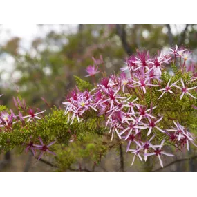 Essences simples de brousse...