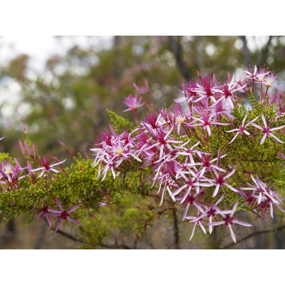 Essenze Singole Australian Bush - Turkey Bush 15 ml