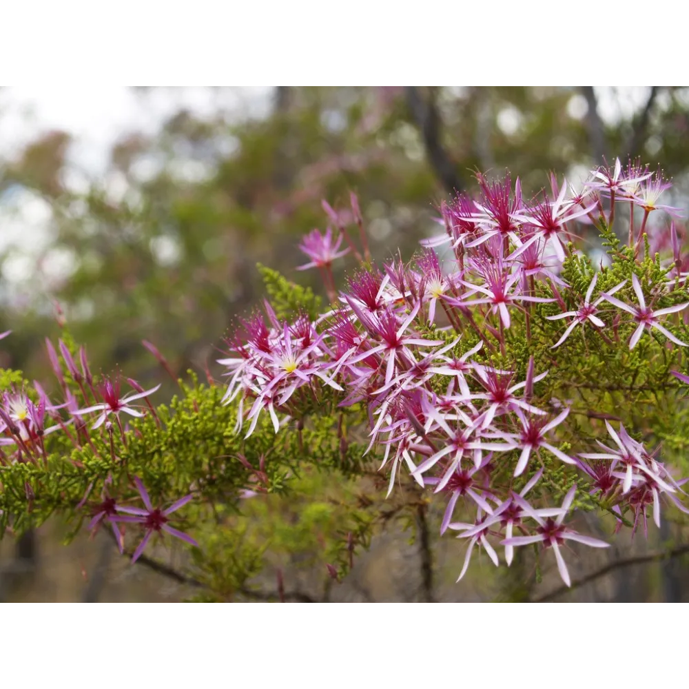 Single Essences Australian Bush - Dinde Bush 15 ml