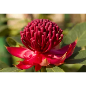 Essences florales du bush...