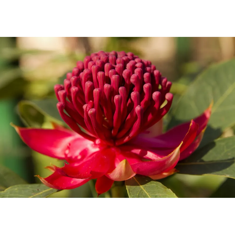 Esencias florales de arbusto australiano - Waratah 15 ml
