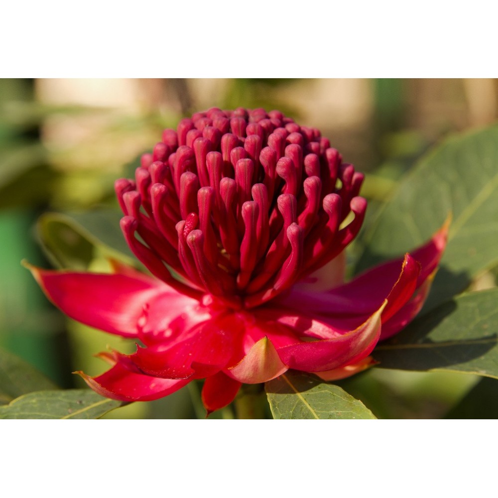 Essences uniques Buisson Australien - Waratah 15 ml