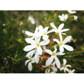 Australian Bush Single...
