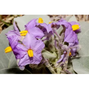 Essences simples de brousse...