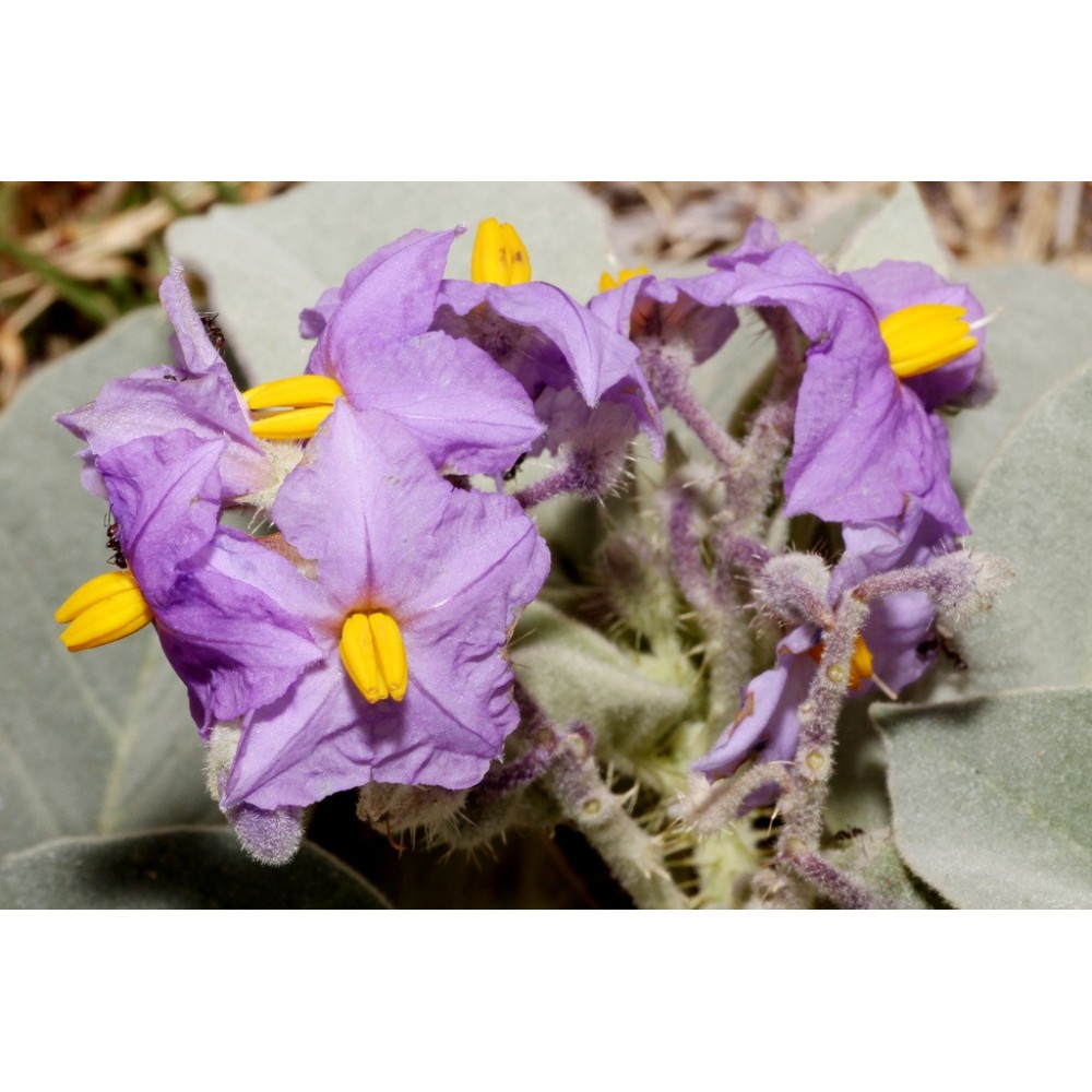 Essenze Singole Australian Bush - Wild Potato Bush 15 ml