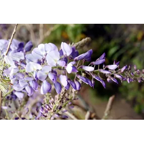 Essence florale du bush...