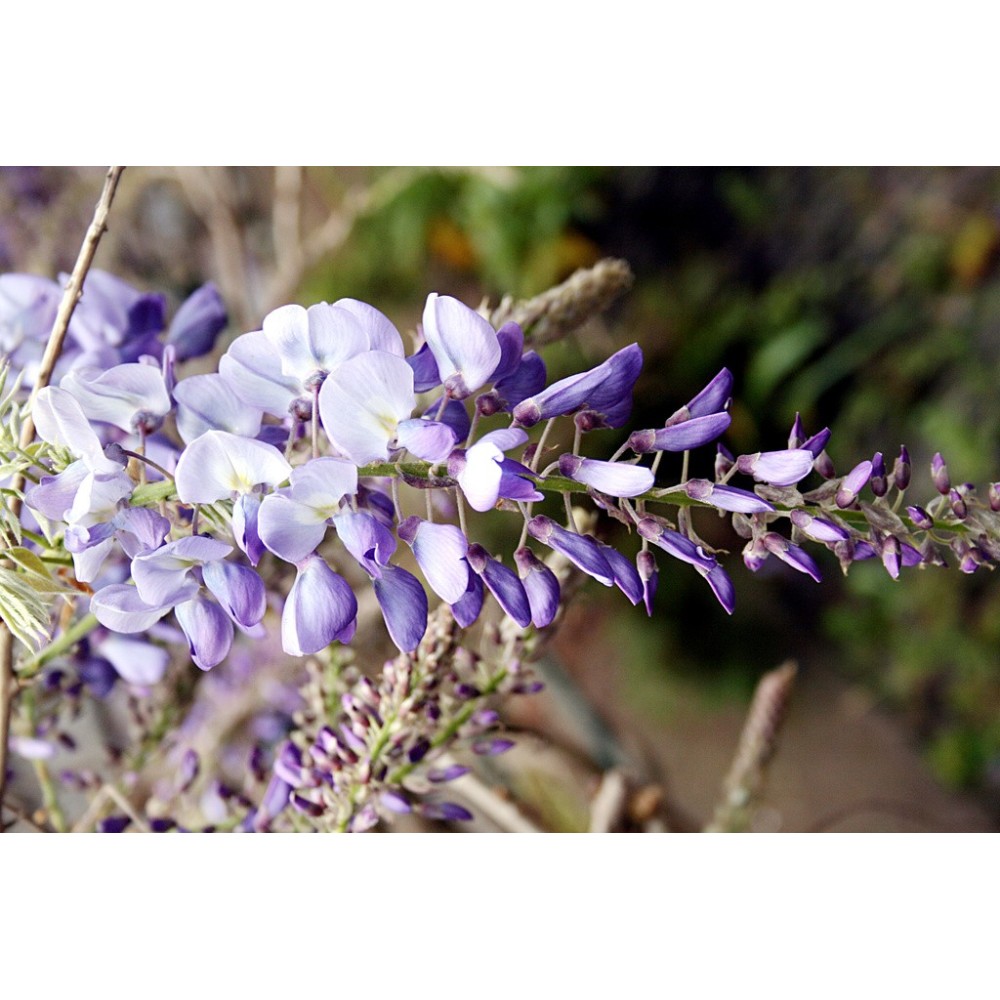 Single Essence Australian Bush - Wisteria 15 ml