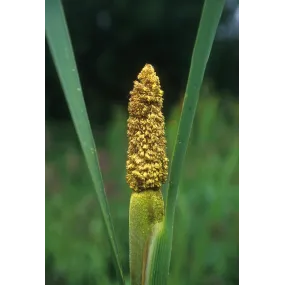 Esencia única de Alaska -...