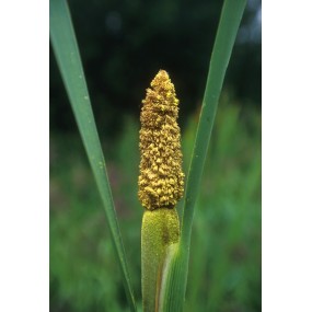 Essenza Singola dell'Alaska - Cattail Pollen (Typha latifolia) 7,4 ml
