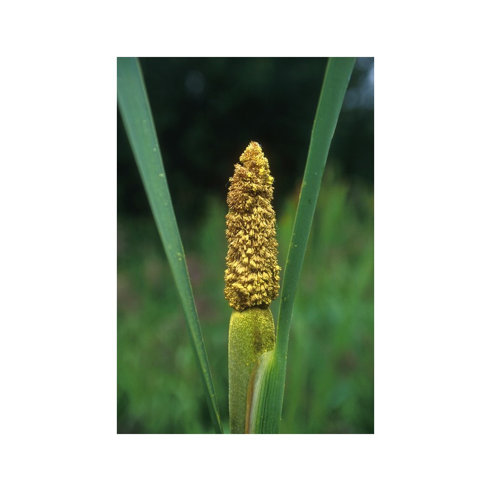 Essenza Singola dell'Alaska - Cattail Pollen (Typha latifolia) 7,4 ml