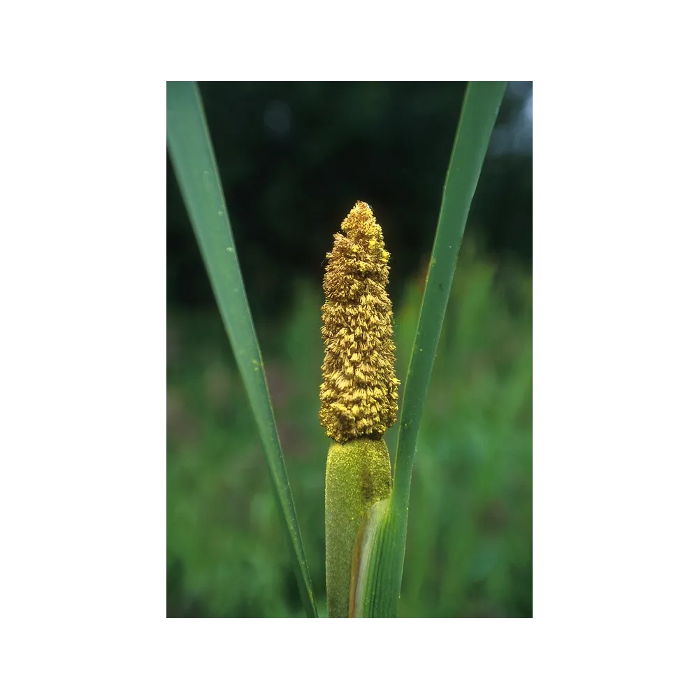 Essenza Singola dell'Alaska - Cattail Pollen (Typha latifolia) 7,4 ml