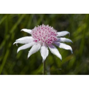 Essenza Singola Australian Bush - Pink Flannel Flower 15 ml