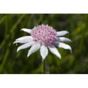 Single Essence Australian...