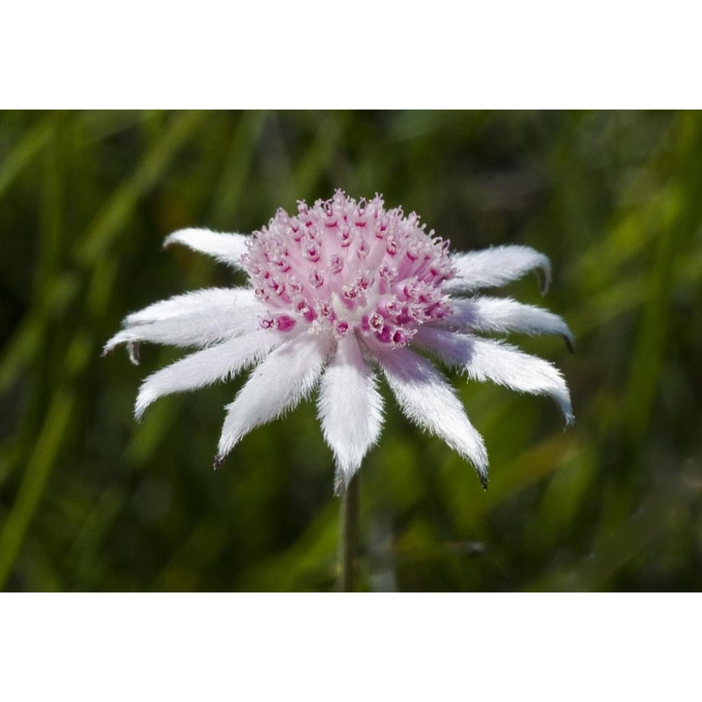 Essenza Singola Australian Bush - Pink Flannel Flower 15 ml