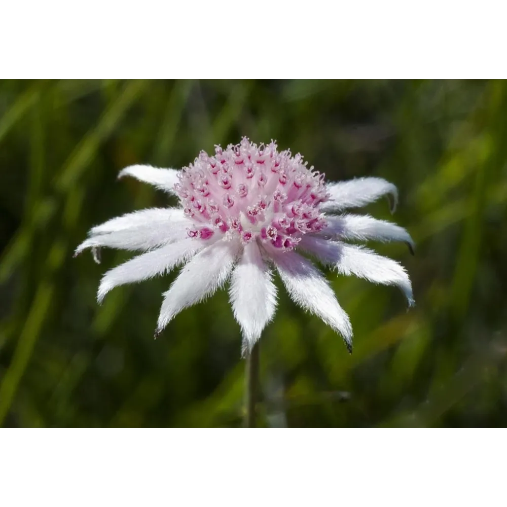 Essenza Singola Australian Bush - Pink Flannel Flower 15 ml