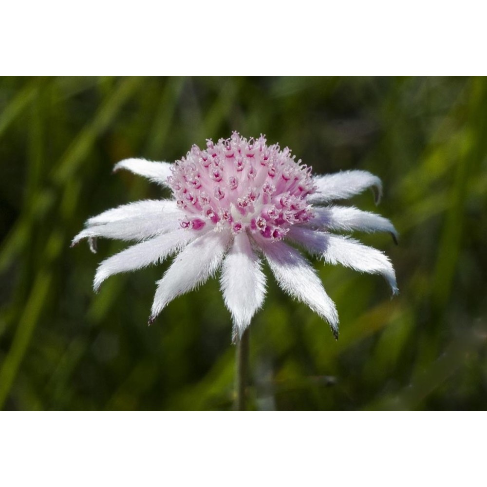 Single Essence Australian Bush - Pink Flannel Flower 15 ml