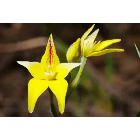 Australian Bush Single...