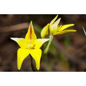 Esencia única Arbusto Australiano - Orquídea Prímula Amarilla 15 ml